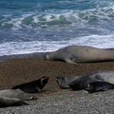 Peninsula Valdes - Sea elephants